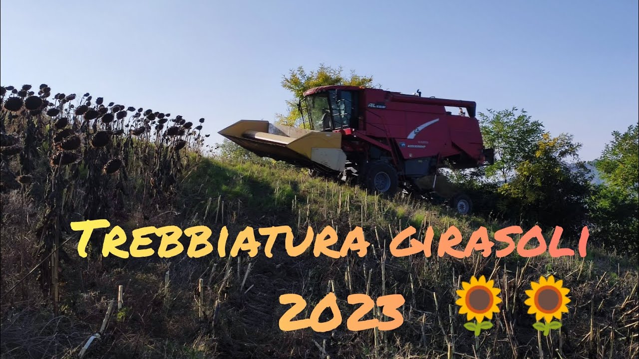 trebbiatura girasoli 2023🌻| Laverda alrev| zaffrani|