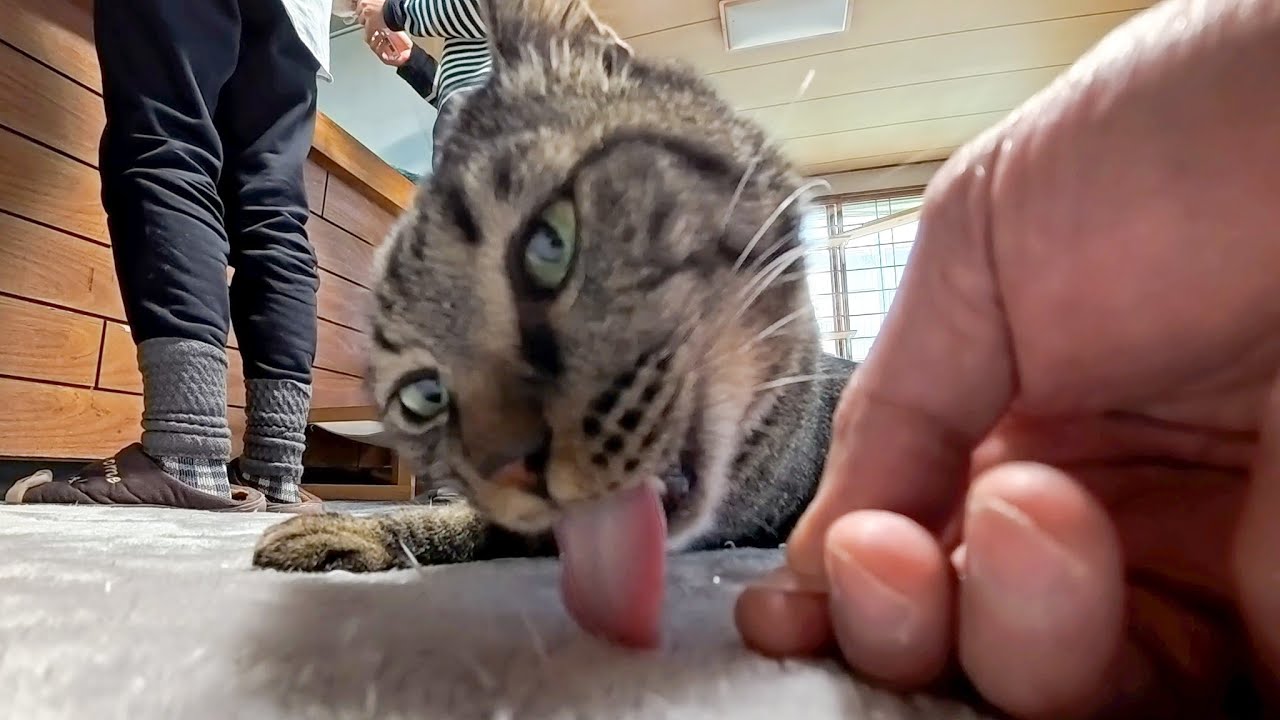 【猫旅館】チェックイン後17時からロビーでちゅーるパーティー開催🐱