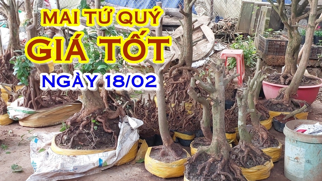 ANH QUANG 📲 O982461OO7 GIÁ TỐT - MAI TỨ QUÝ GIAO LƯU NGÀY 18/02 