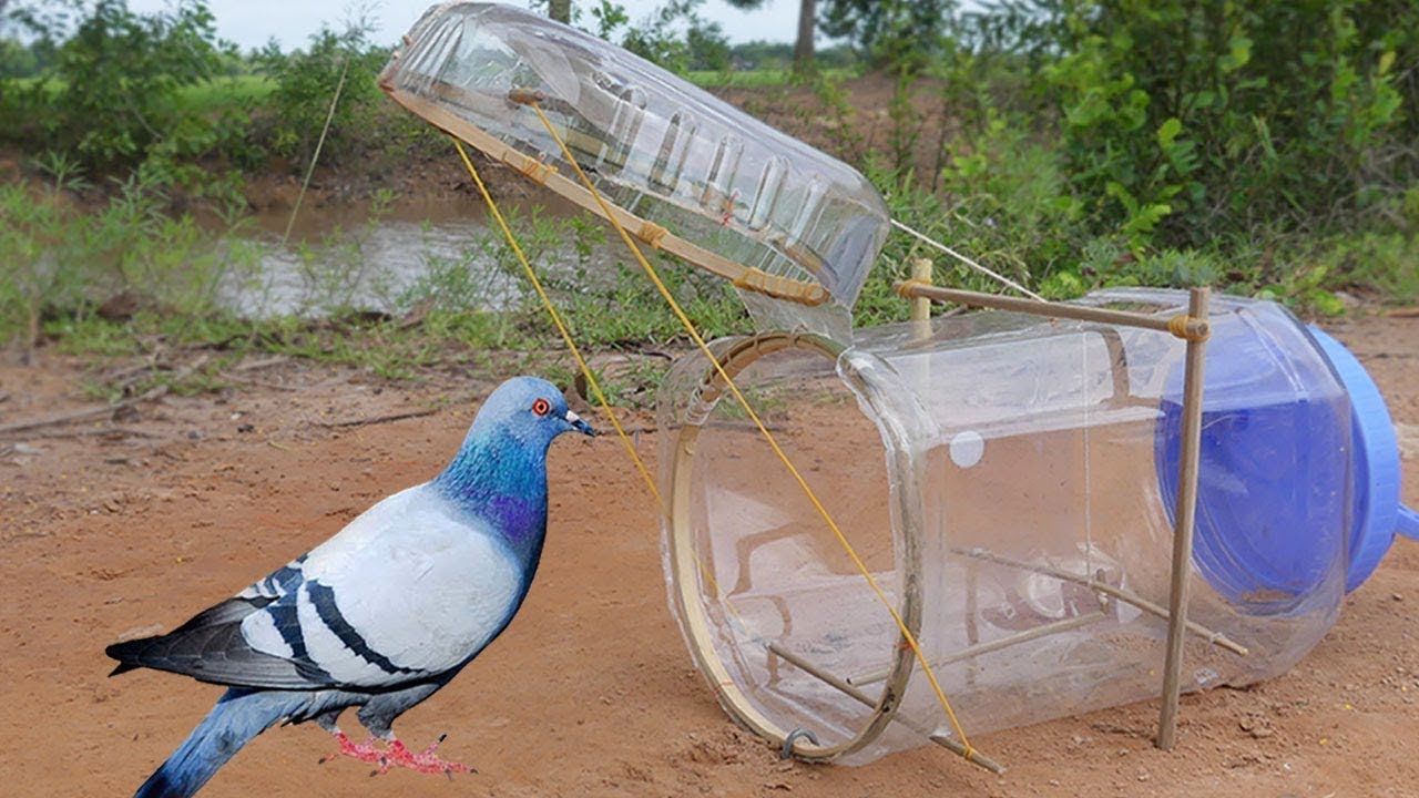 la mejor trampa para pájaros creativa hecha con un tanque de plástico pequeño que funciona al 100%
