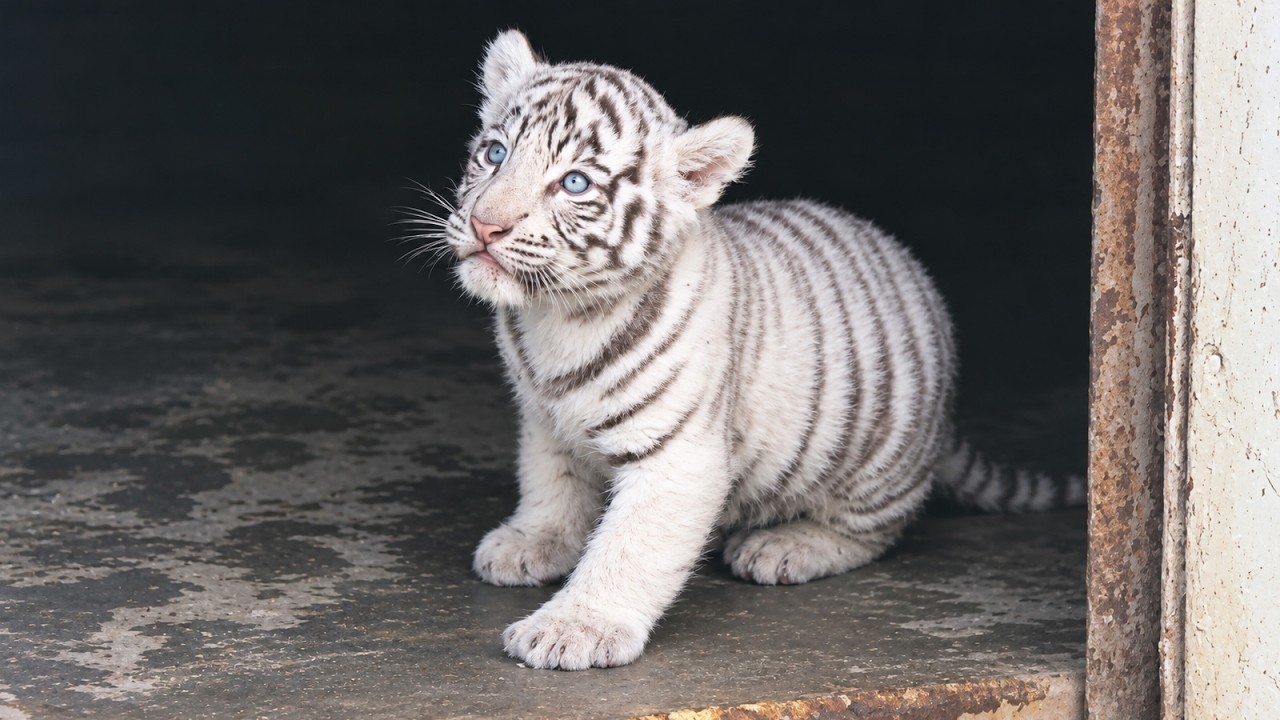 Too Scared to Take Their First Step&hellip; Twin White Tiger Cubs