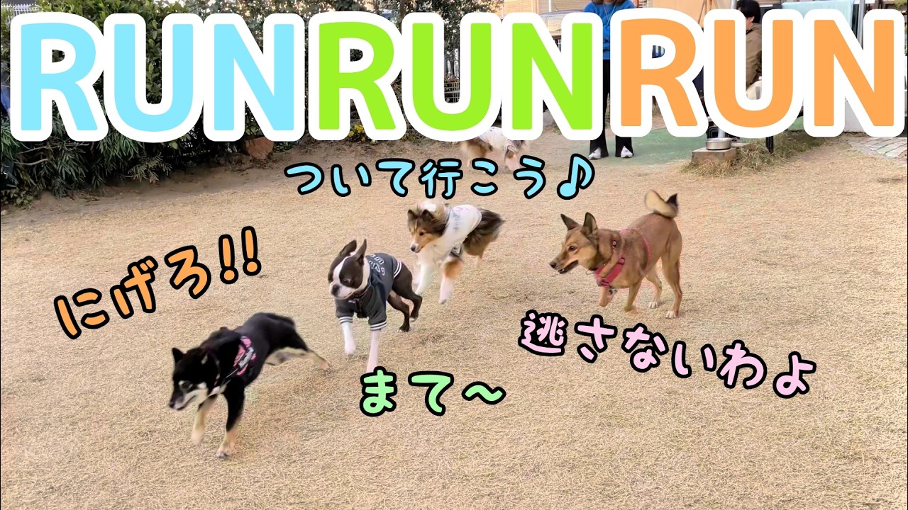 仲良しがそろったドッグランが楽しすぎた