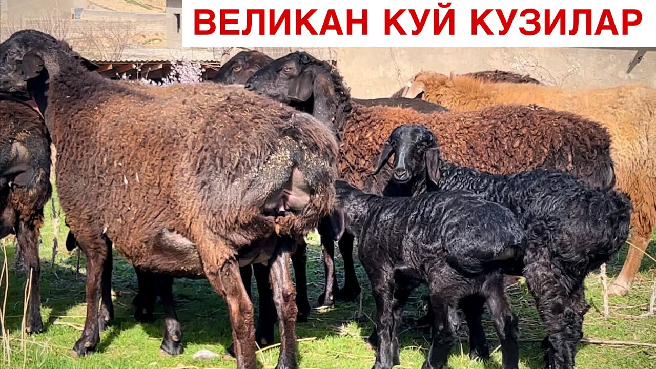 Бунакаси Кам Чикади! ☎️+998 90 981 5919