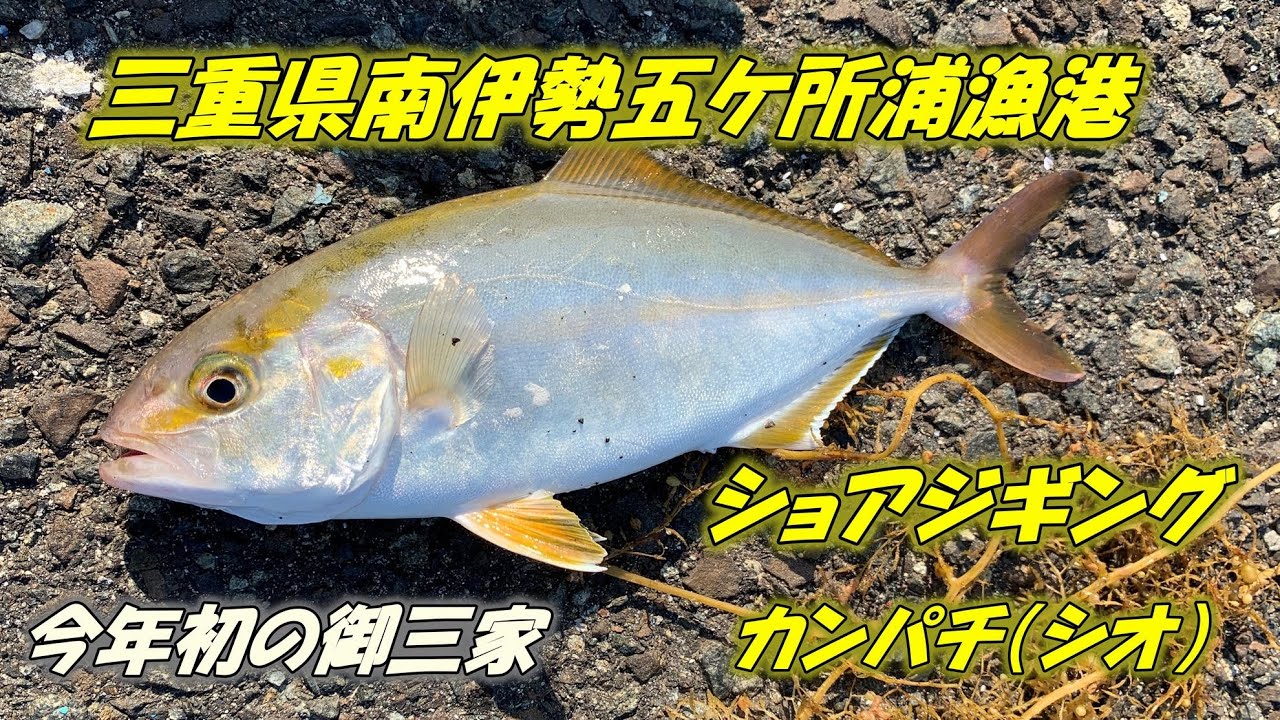 三重県南伊勢五ケ所浦漁港　カンパチ（シオ）ショアジギングにて