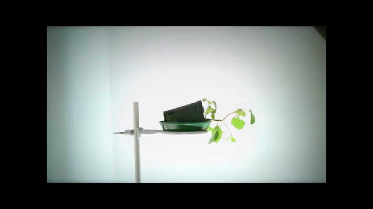 Phototropism Vs. Gravitropism: Basil Plant