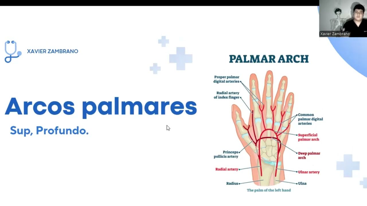 Anatomía de arcos palmares superficial y profundo