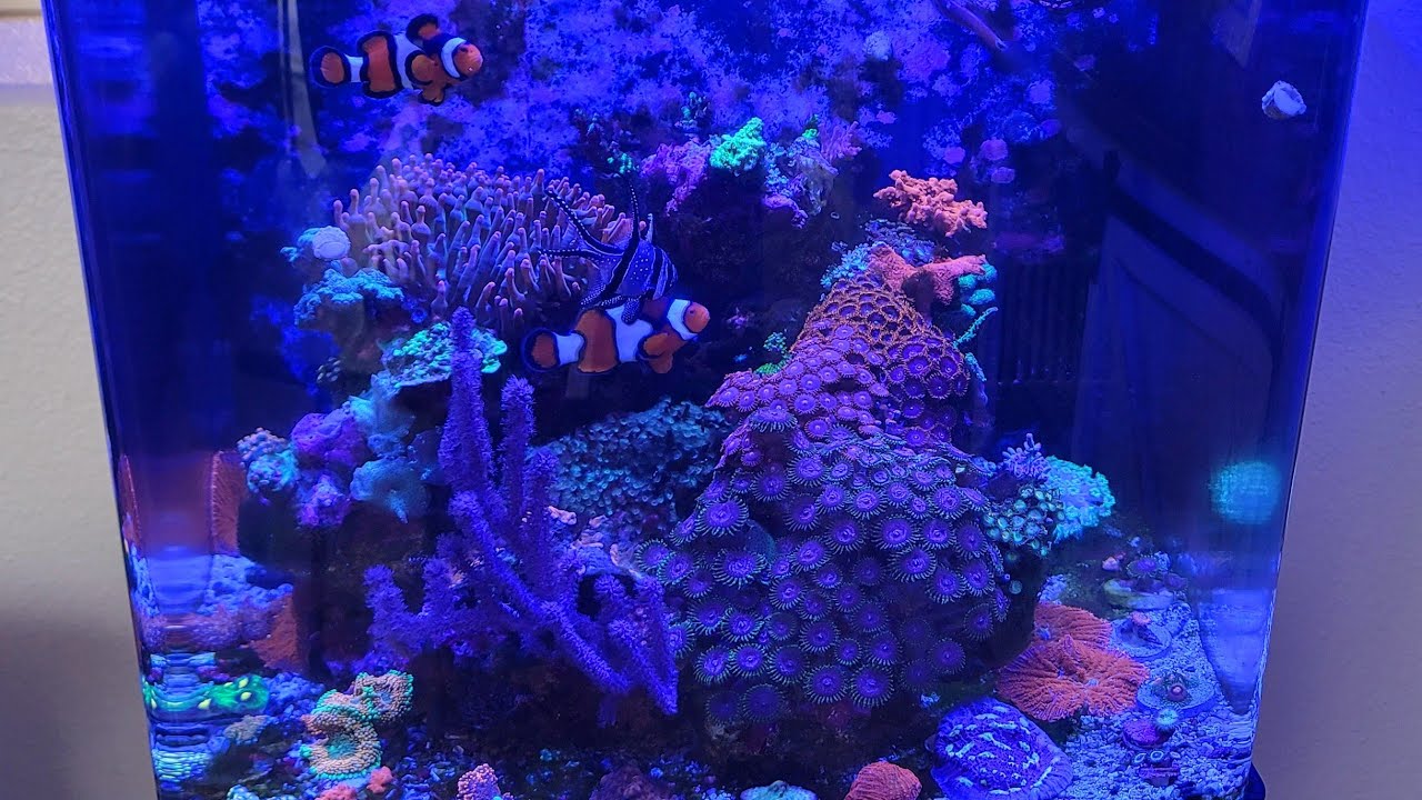 32 Gallon Biocube 06/2023