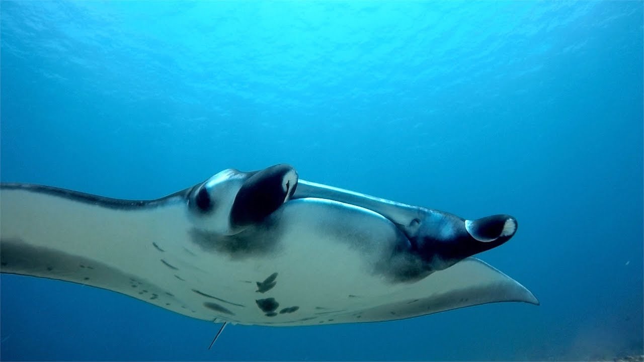 Komodo Liveaboard, April 2018