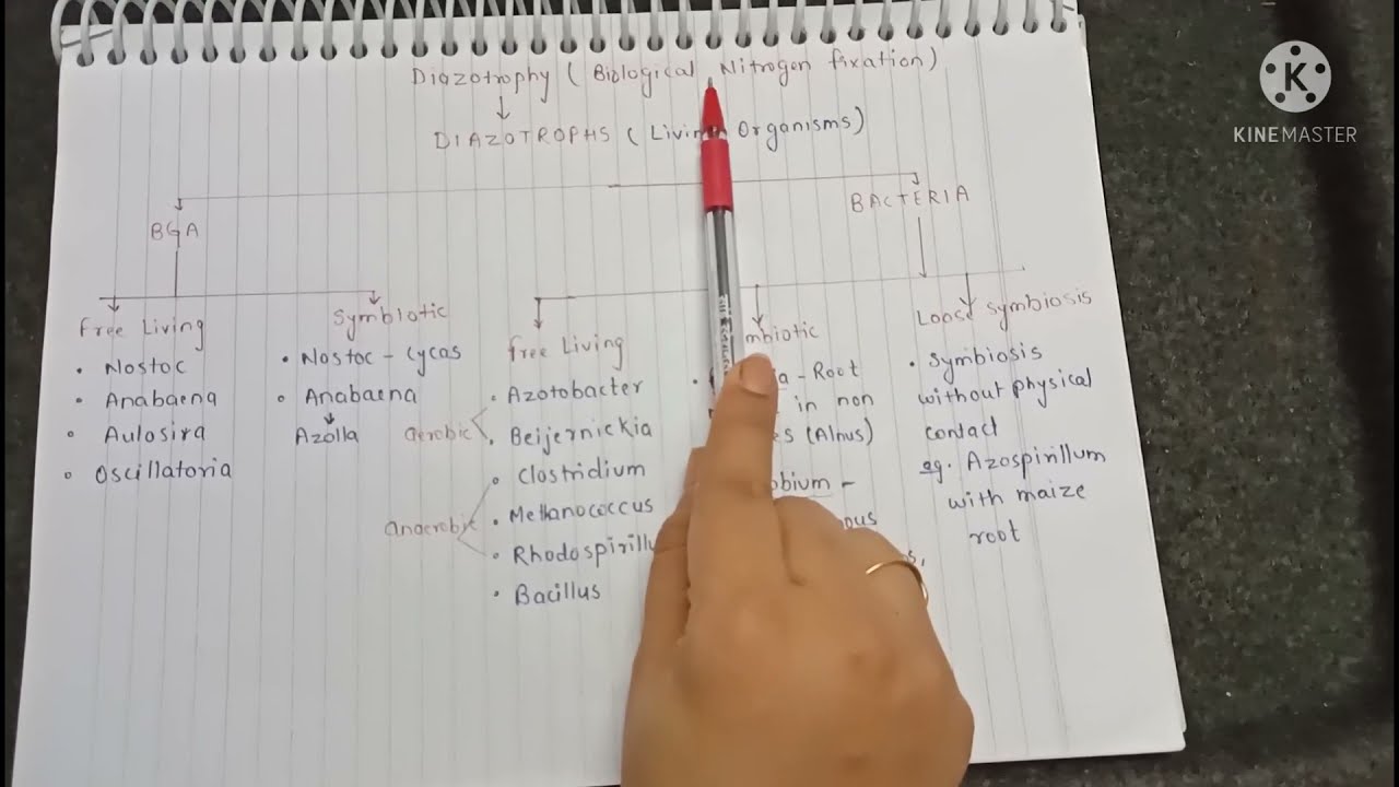 Nitrogen fixing Micro-organisms | Diazotrophs | Nitrogen Fixing Bacteria | Class 11 Biology / NEET