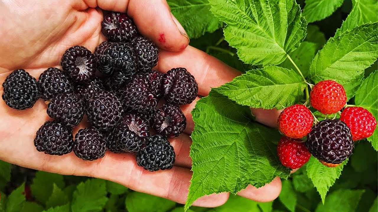 BLACK RASPBERRIES, Everything You Need To Know!
