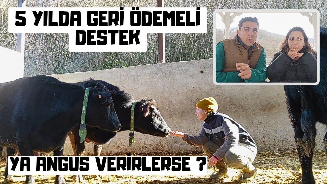 Kırsalda Bereket Hayvancılığa Destek | Angus Alınır mı ?