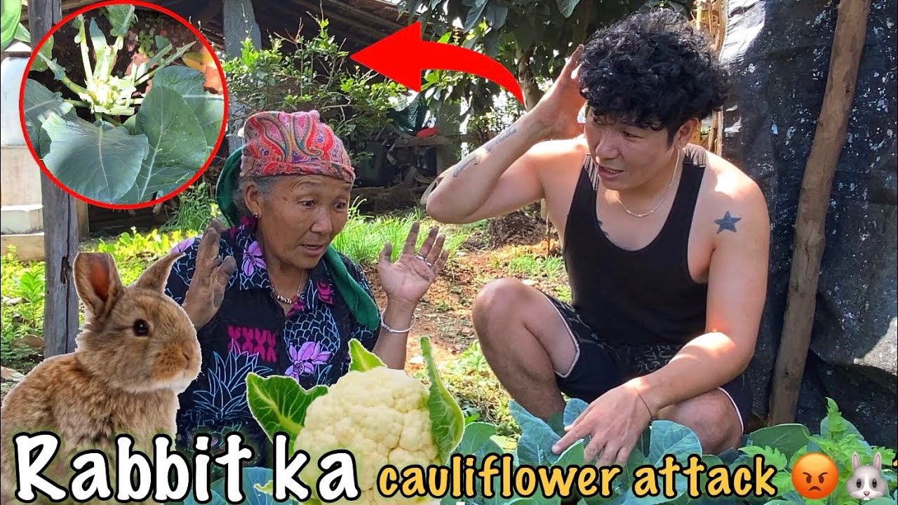 Rabbit ne sabzi ka satyanaash kar diya🐰😡 || #tibetanvlogger #dailyvlogs 