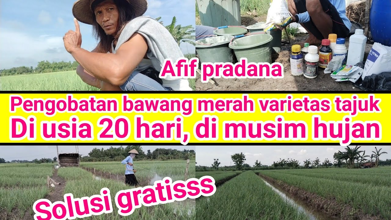 Tutorial tanam bawang merah saat pengobatan di usia 20 hari di musim penghujan. 