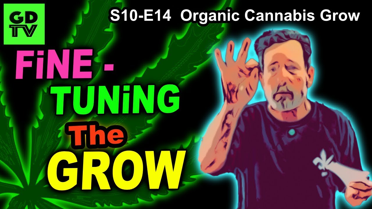 S10 E14 &ndash; Week 7 of Flower &ndash; FINE TUNING &ndash; Small Changes - Shiskaberry, Chemy Lemmy, Afghan Kosher