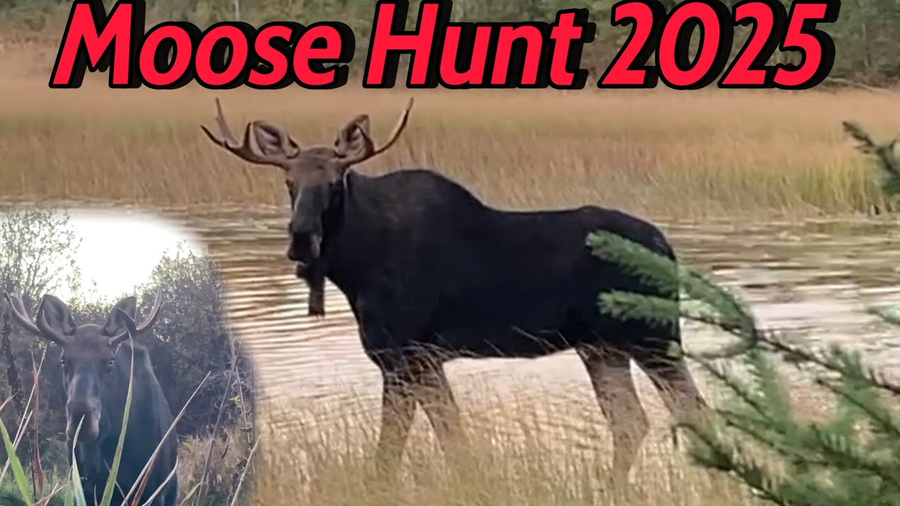 NON-STOP BULL ACTION!! Northern Ontario Moose Hunt 2025