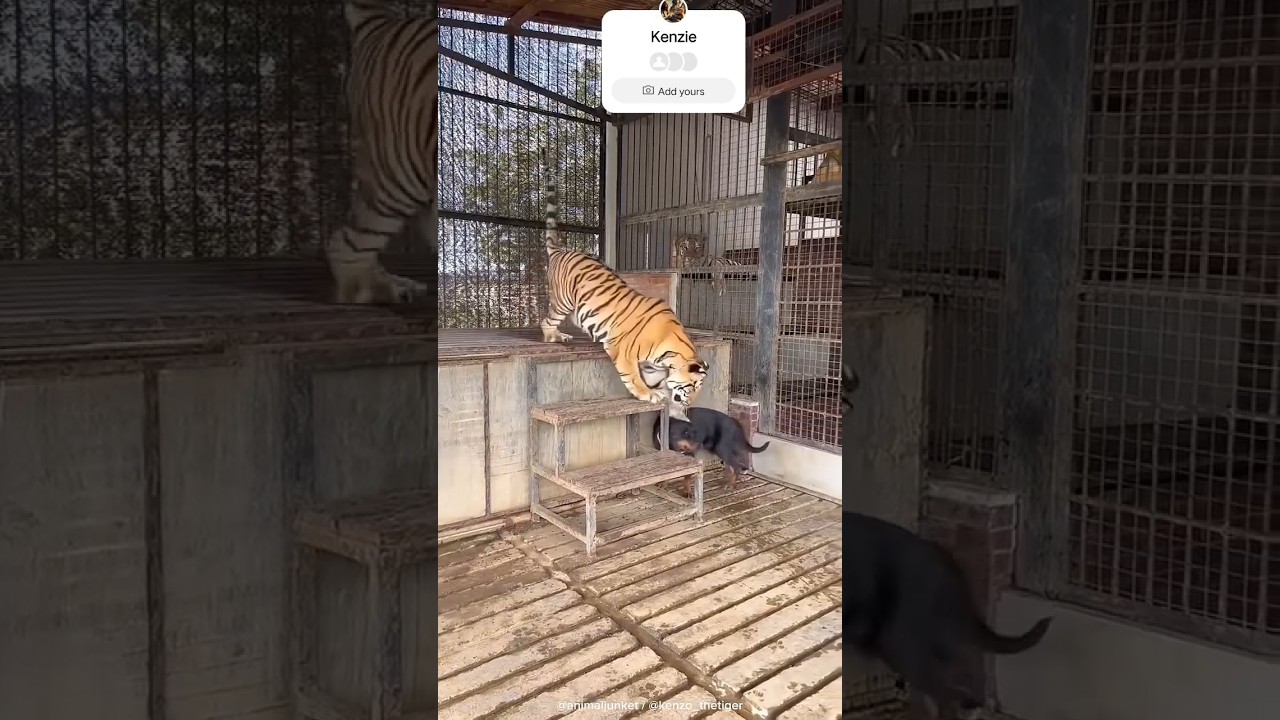 Kenzie and love vs funn 🤯💕💥💗 #tiger #dog #puppy #kenzo #doglover #puppypalace #kangaroopaw