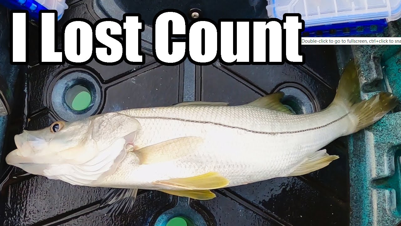 Irresistible Lures Catch Snook Like Crazy