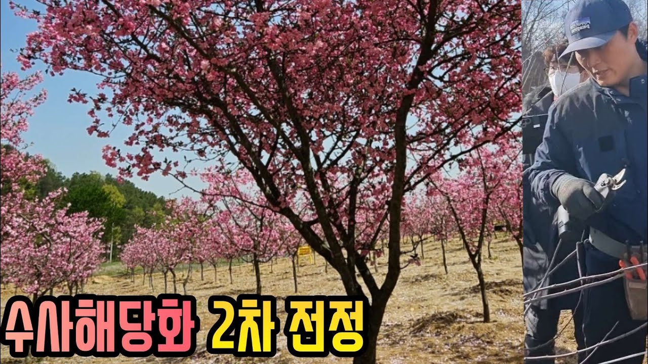 [세로영상] 수사해당화 2차전정 교육영상 (feat 나무부자팜 김철대표)