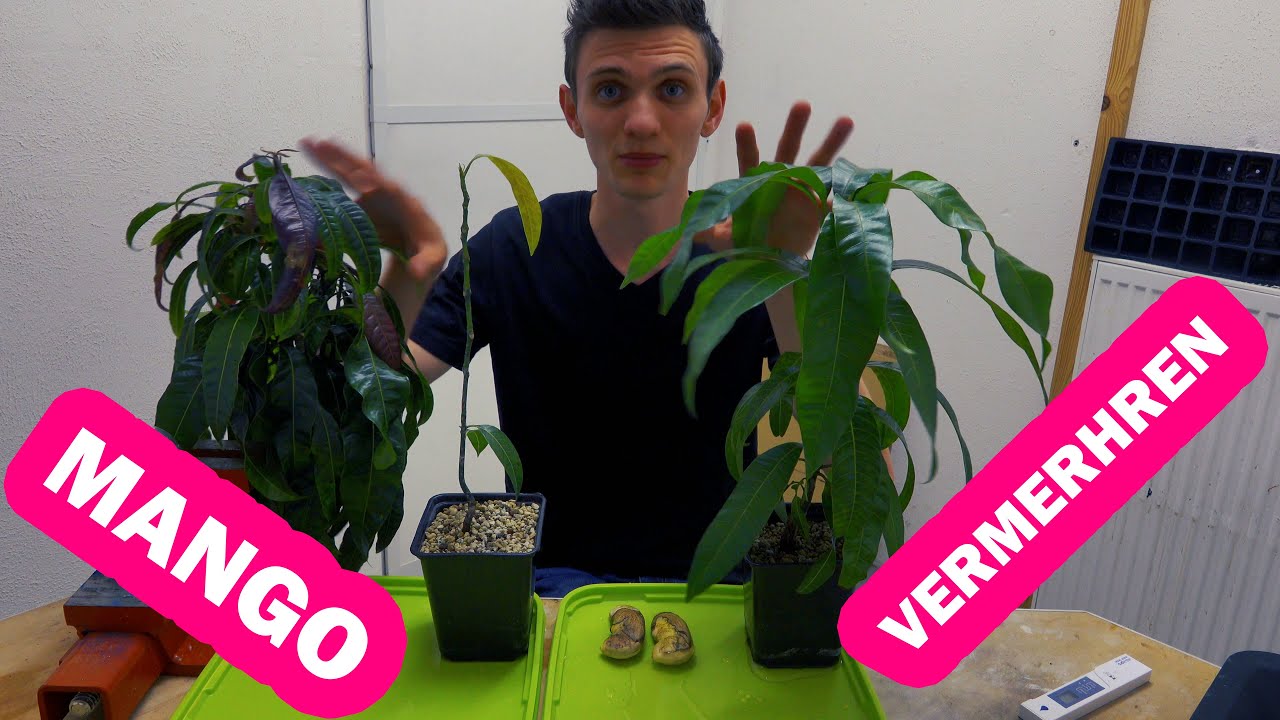 Mango vermehren & umtopfen + Update