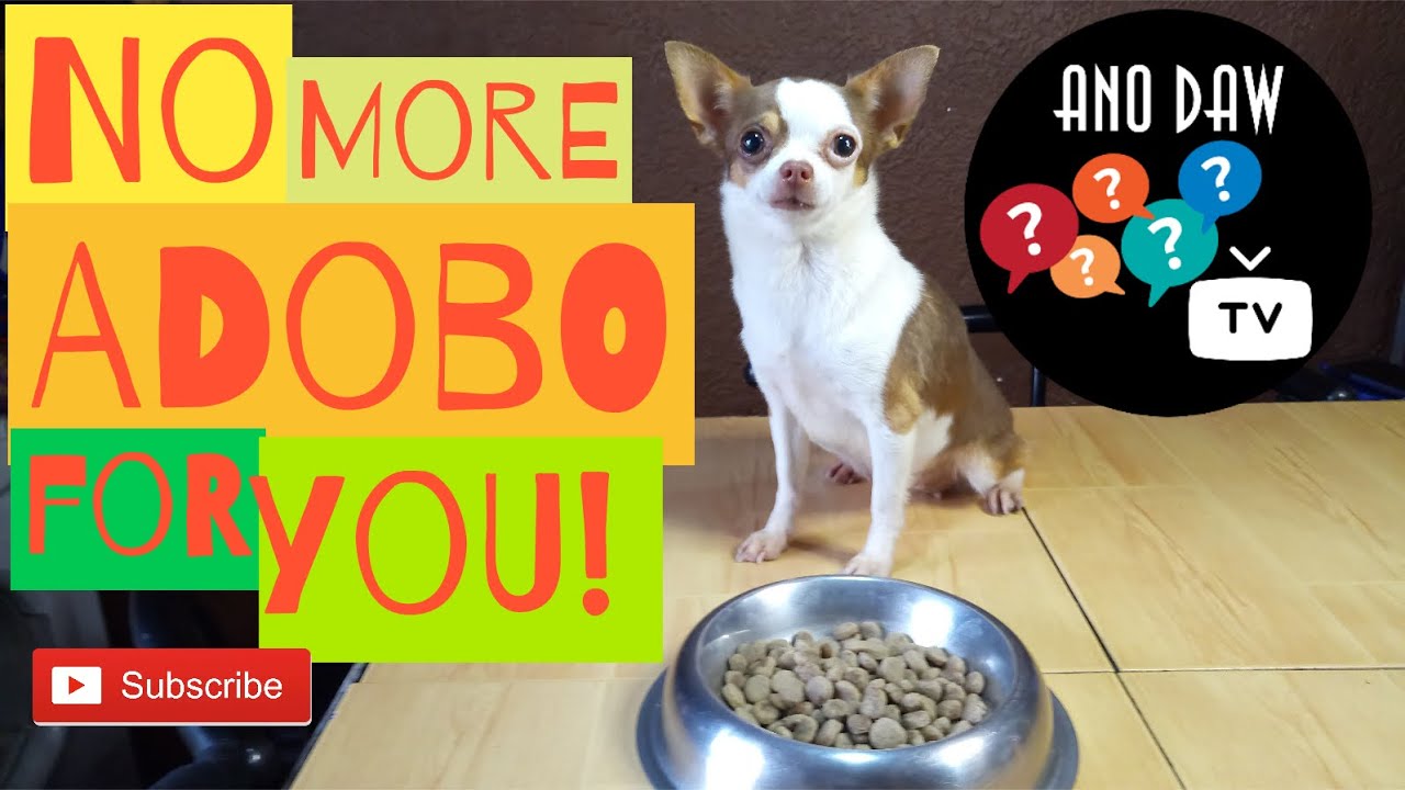 Paano ibalik sa dog food ang alagang aso na nasanay sa ulam o table food