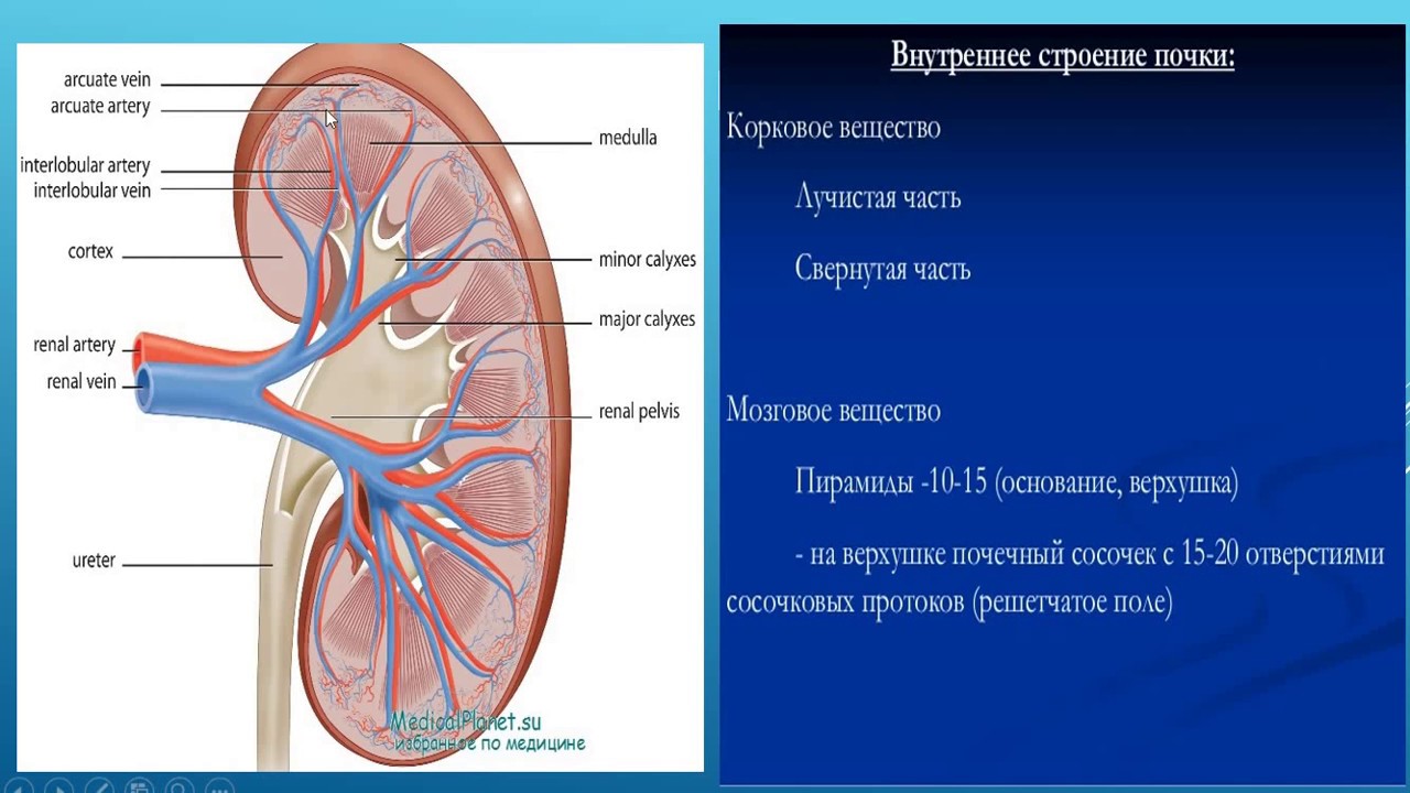 МОЧЕВЫДЕЛИТЕЛЬНАЯ СИСТЕМА. ПОЧКИ, МОЧЕТОЧНИКИ