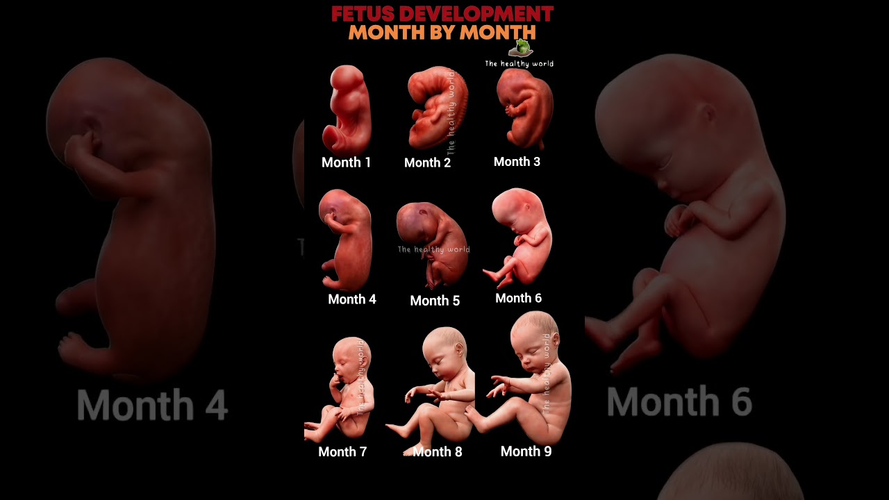 Fetus Development Inside the Womb Month by Month #baby #fetusdevelopment #pregnancy