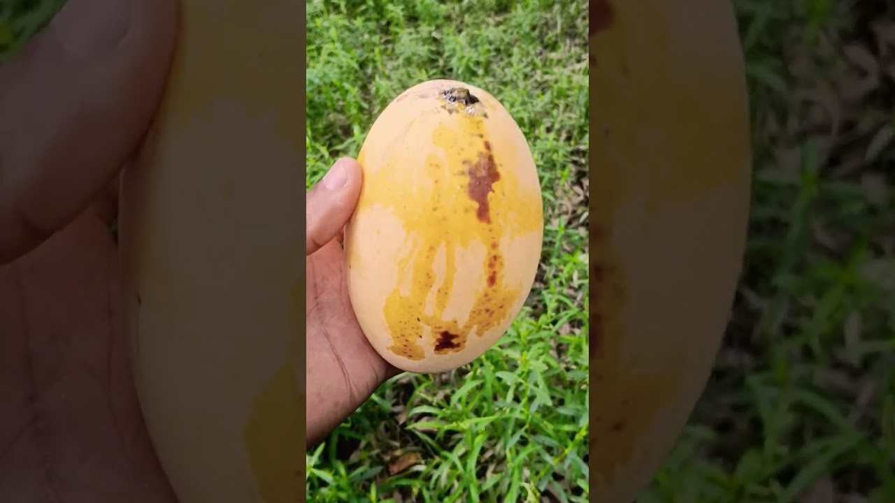 chausa ka aam ✨🥭🥭