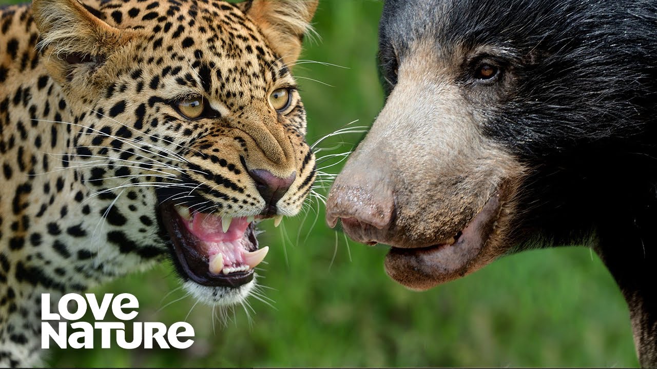 Sloth Bear Mom Protects Cubs From Leopard | Love Nature