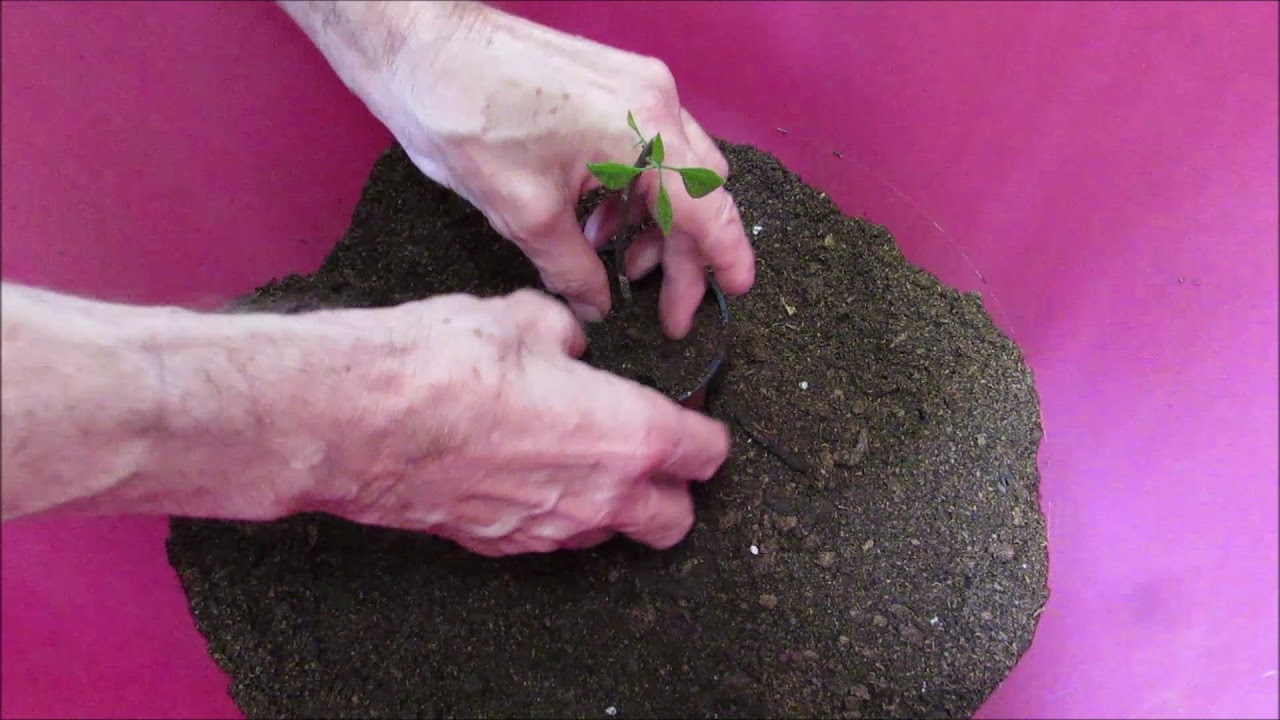 Potting a cutting of Clerodendrum thomsoniae