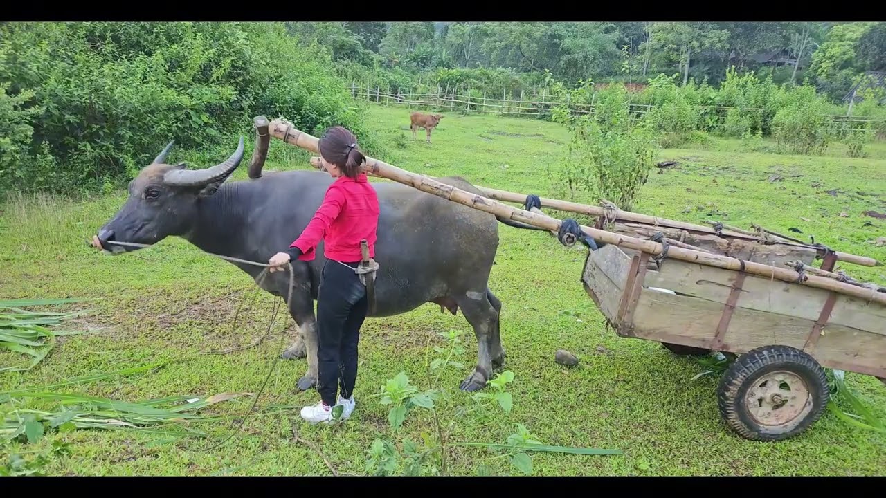 Harvest fresh lychee garden to go to the market to sell - ly thi huong