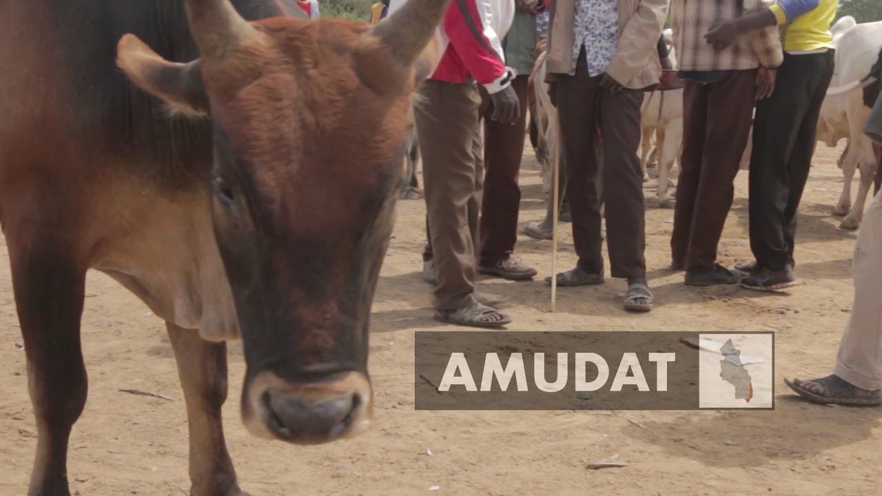 Karamoja Livestock Trade and Markets, Northern Uganda
