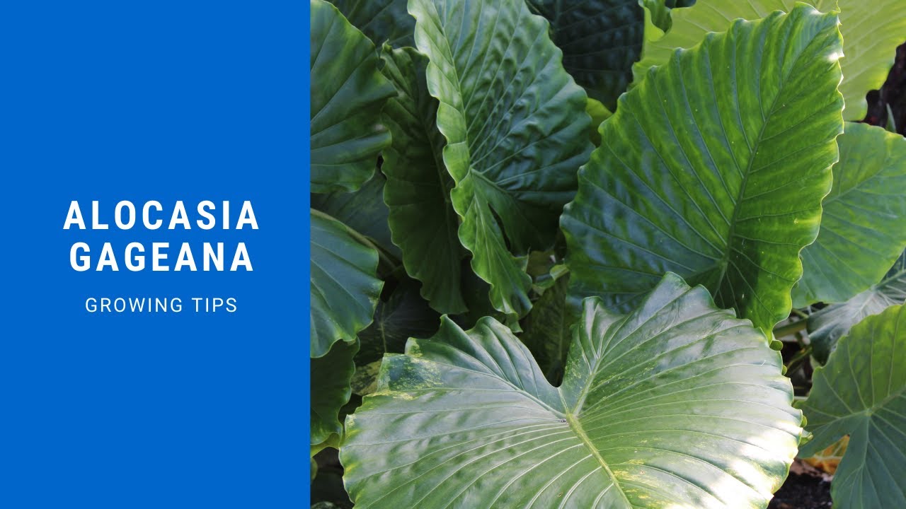 Alocasia gageana - Elephant Ear Plant - How to grow and propagate