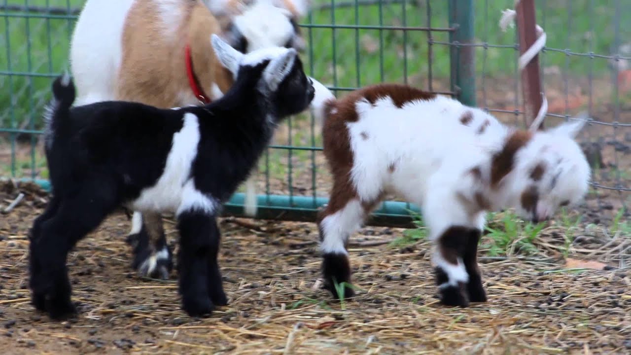 Baby Goats Playing and Jumping!