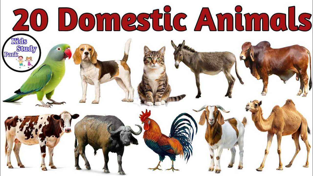 20 Animals Name | Domestic Animals Name with pictures | Domestic Animal name | पालतू जानवर के नाम