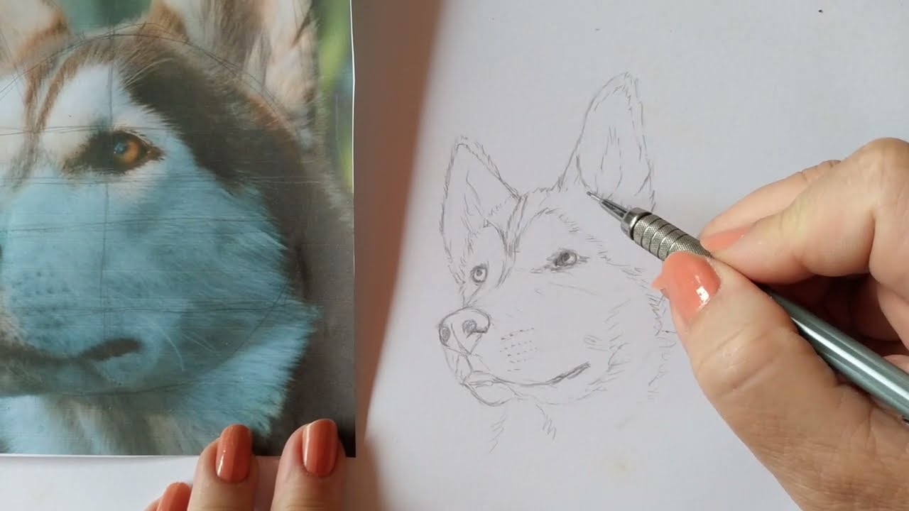 Husky siberiano marrom desenho realista com lápis de cor: esboço