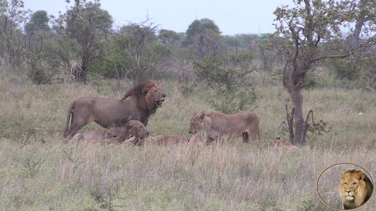 A Day In The Life Of A Massive Lion Pride Featuring Hyena, Jackal And Vultures