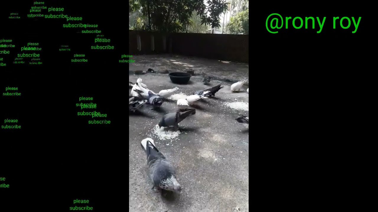 Pigeon Videos HD - Asian Pigeons HD 4K Video