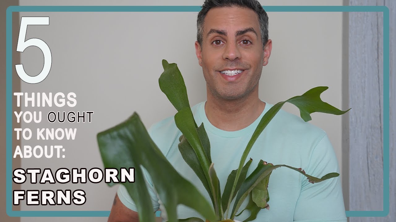 5 Things You Ought To Know About Your Staghorn Fern (Platycerium Bifurcatum) Care + When To Mount It