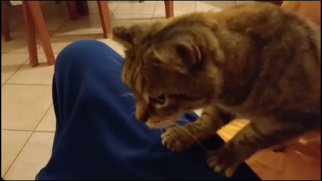 Birba la prima volta che sale sulle mie gambe facendo la pasta 