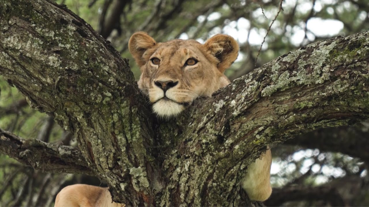 Serengeti