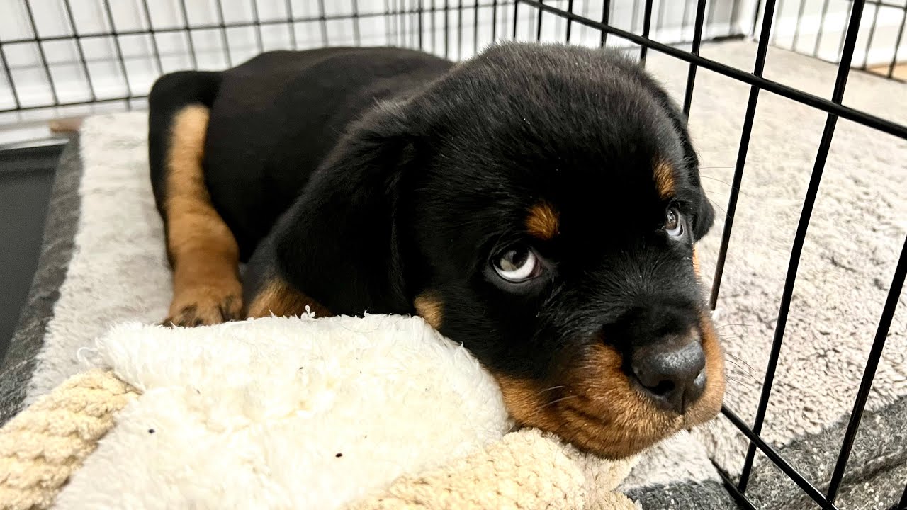 Rottweiler Puppy first night home |99