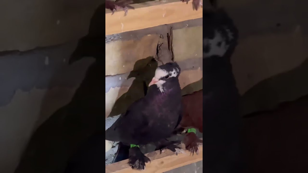 شوفو هاي الحلاوه 