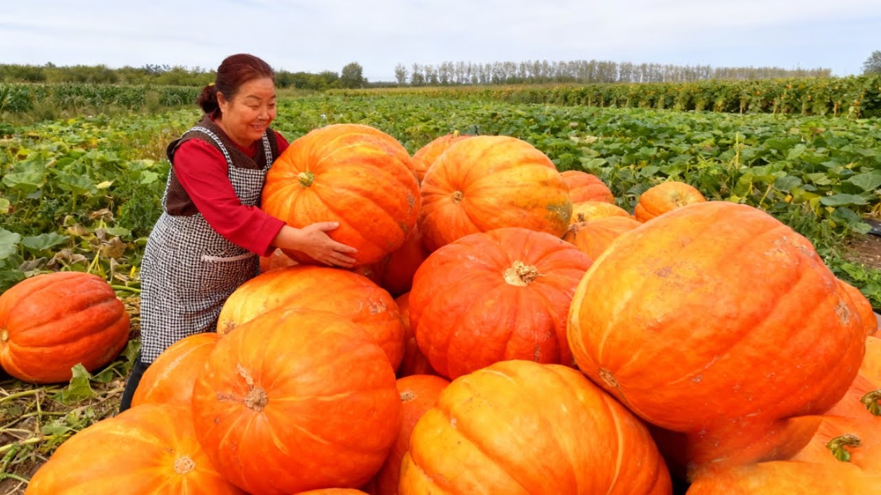 【唐小米】南瓜丰收了，唐奶奶分享南瓜的不同做法，香甜软糯太适合当早餐了