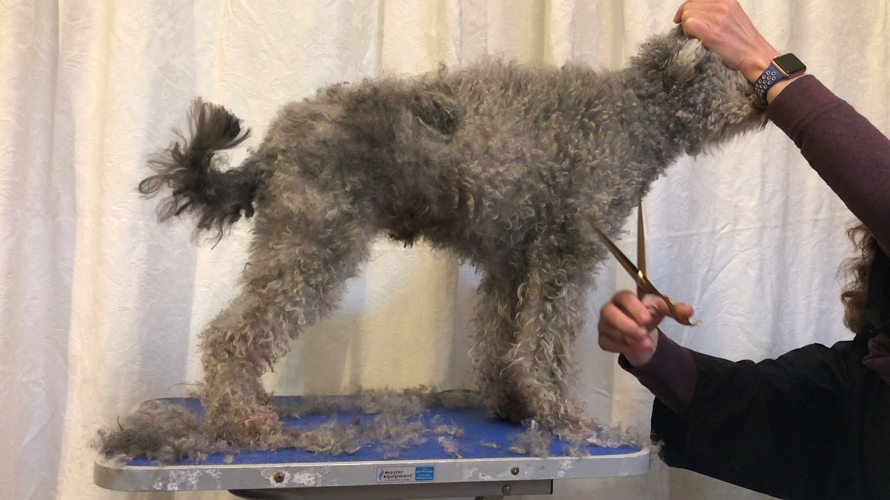 Grooming the Pumi Body