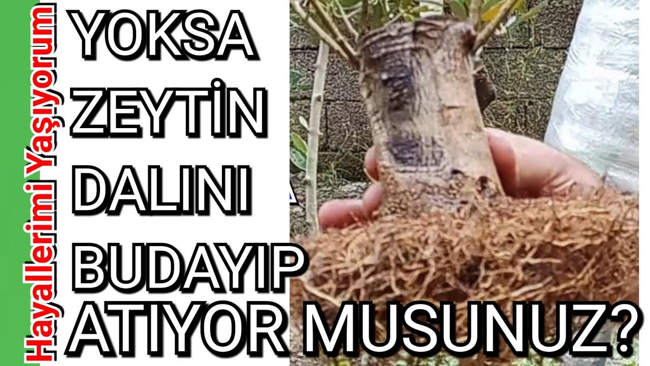 Zeytin Ağacı Üretmek Bu Kadar Kolay