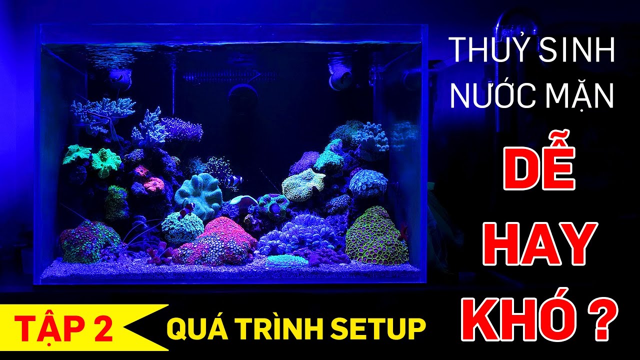Setup hồ thuỷ sinh nước mặn dễ hay khó ? Tập 2 - Thuỷ sinh Quới decor