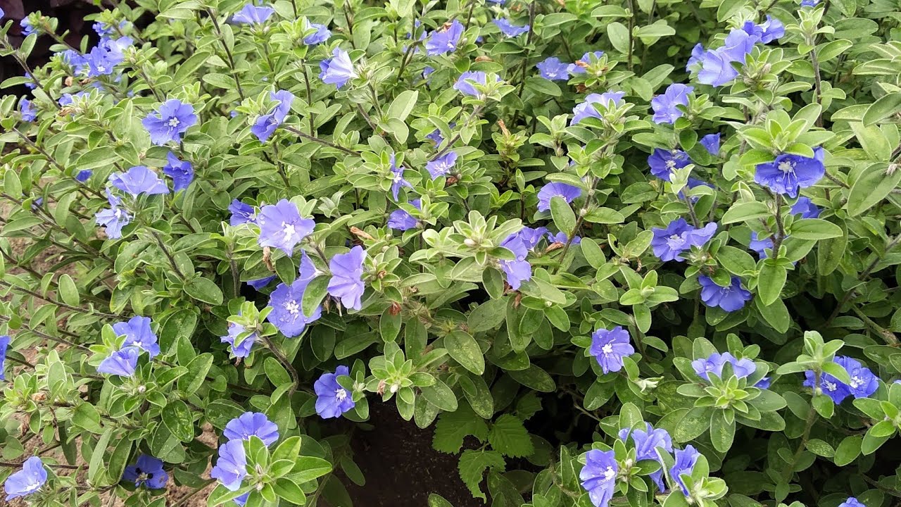 AZULZINHA LINDA NO MEU JARDIM