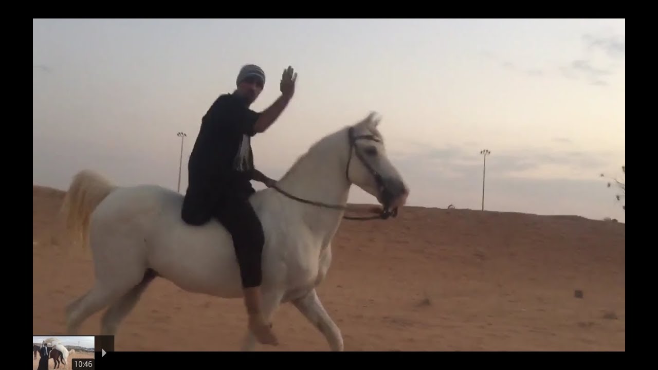 شرح حول طريقة تحريك الحصان والثبات على ظهره أثناء الركوب بدون سرج