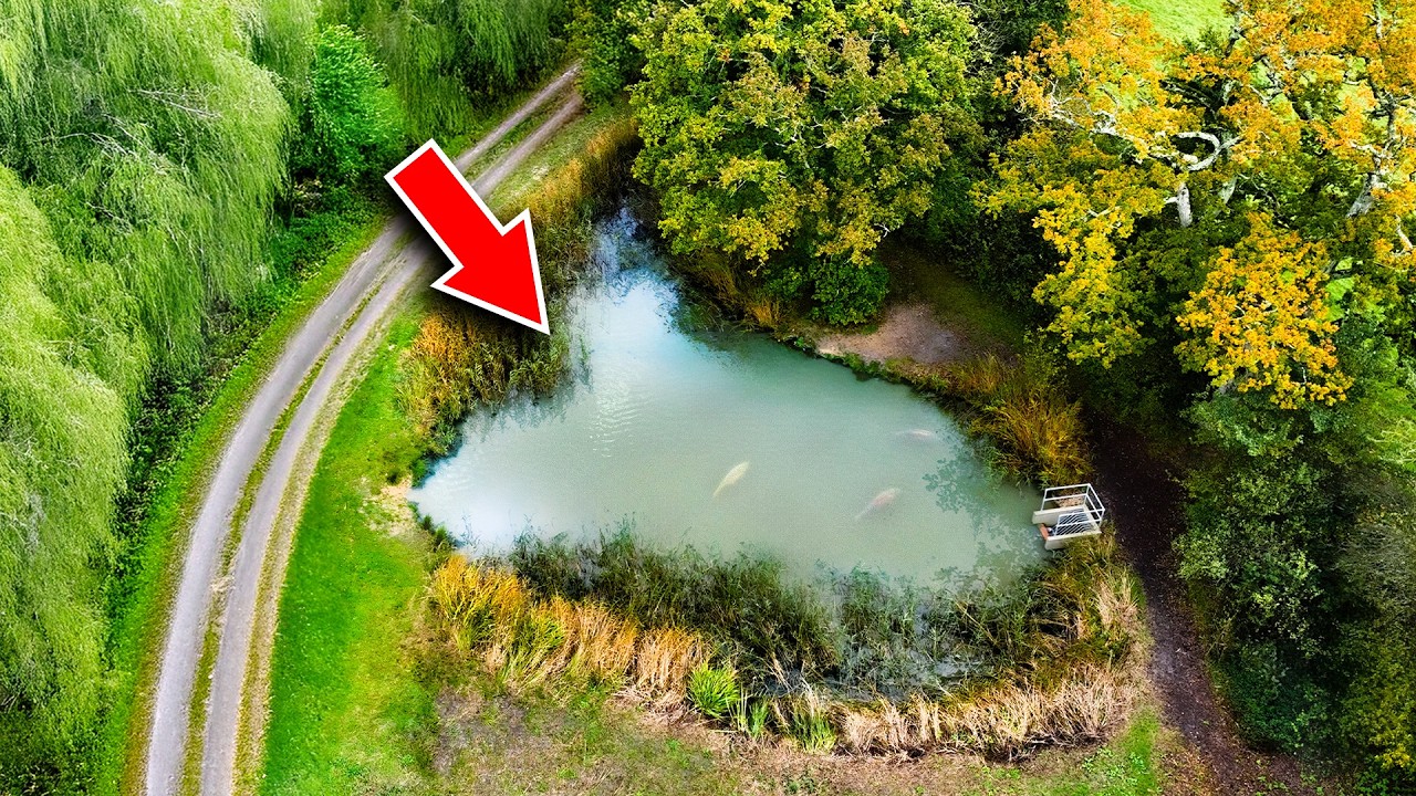 A Tiny Pond and the Biggest Carp I've Ever Seen.