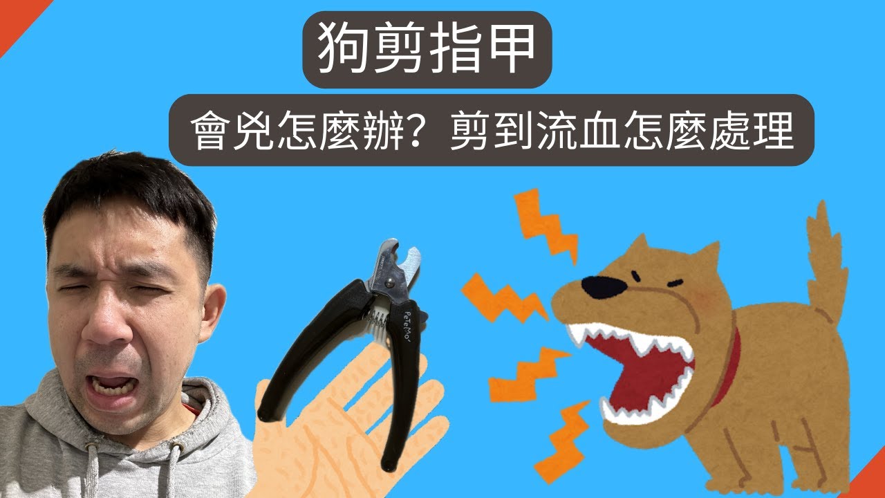 兇狗剪指甲 - 怎麼訓練？流血怎麼辦？